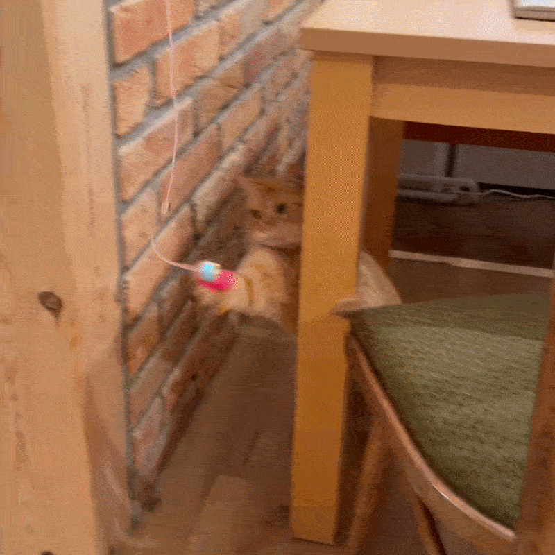 The Official - DoorPlay Toy